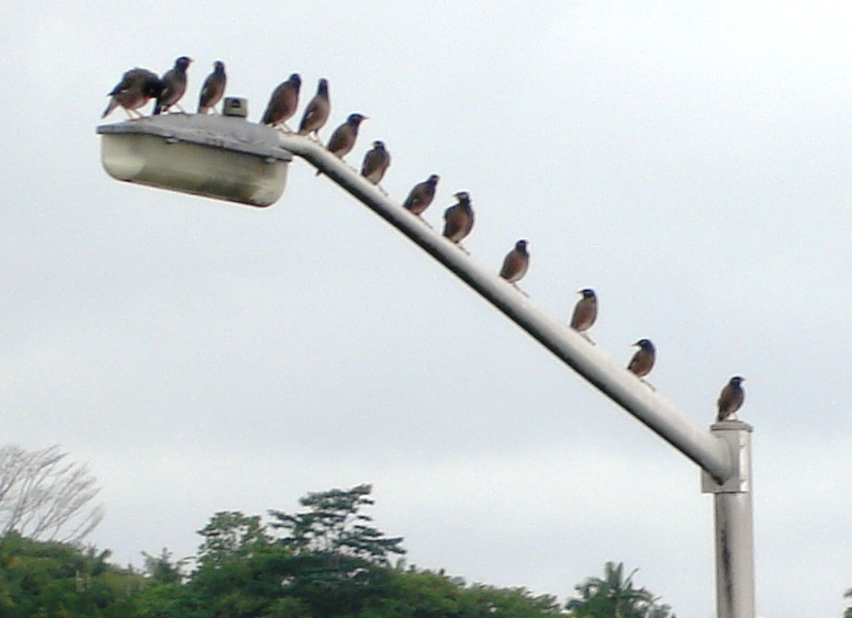 Myna bird convention in Hawaii